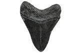 Fossil Megalodon Tooth - South Carolina #362455-1